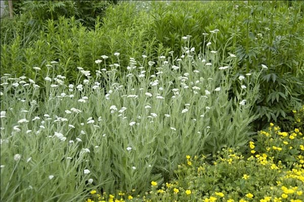 Achillea millefolium