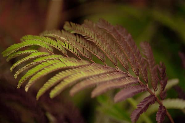Albizia julibrissin 'Summer Chocolate'(s)