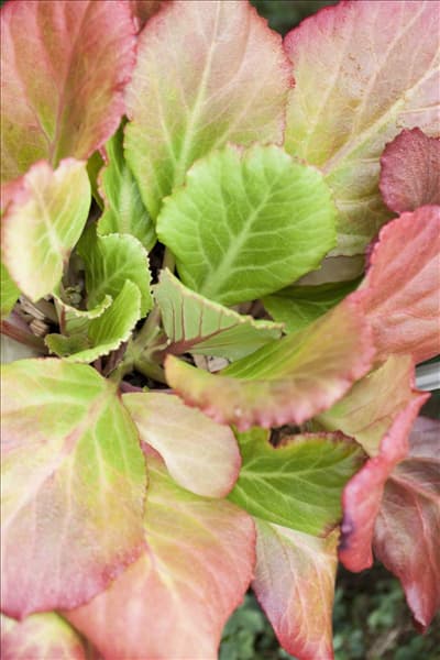 Bergenia cordifolia 'Abendglut'