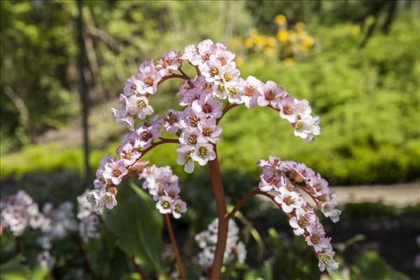 Bergenia cordifolia 'Schneekönigin'