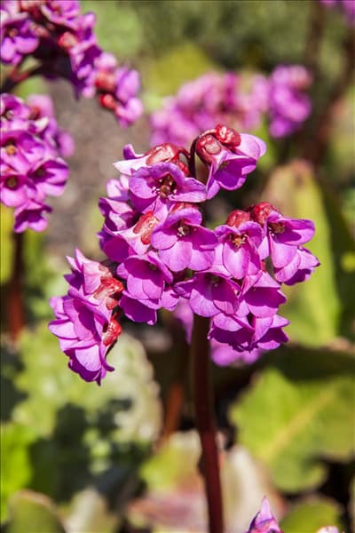 Bergenia cordifolia 'Schneekönigin'