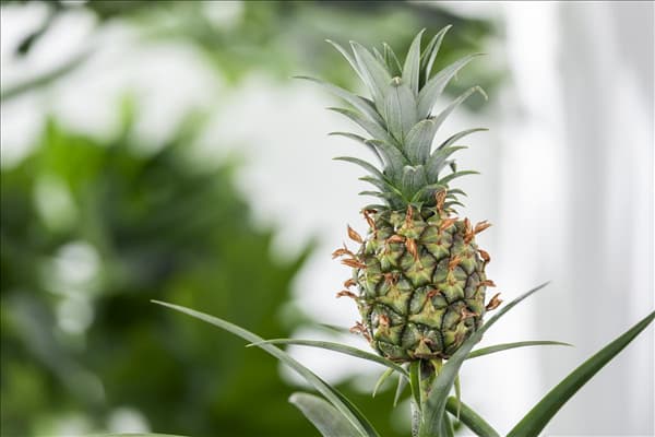 Ananas comosus
