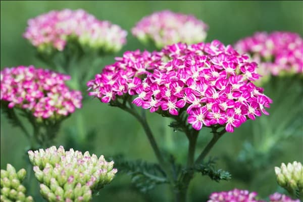 Achillea millefolium