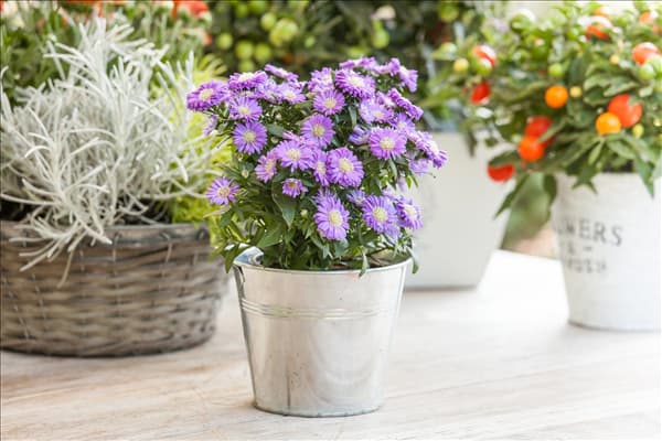 Aster dumosus, blau