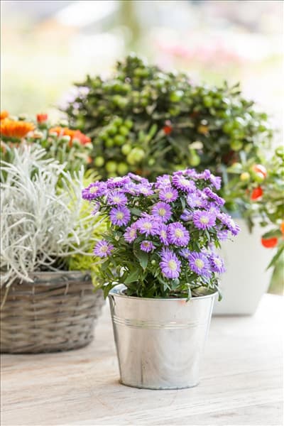 Aster dumosus, blau