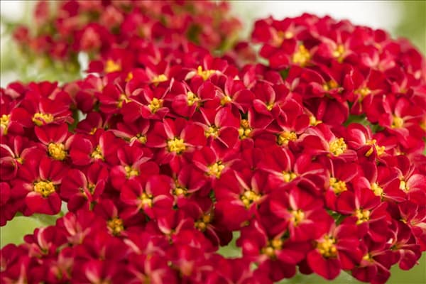 Achillea millefolium, rot