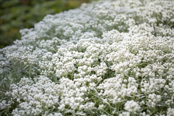 Anaphalis triplinervis 'Silberregen'