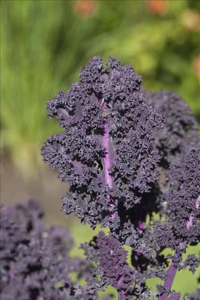 Brassica oleracea var. sabellica, rot