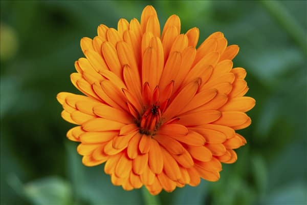 Calendula officinalis, gefüllt