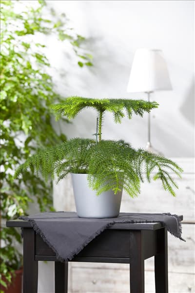 Araucaria heterophylla
