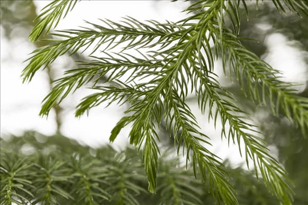 Araucaria heterophylla