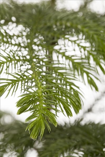 Araucaria heterophylla