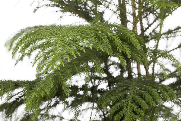 Araucaria heterophylla