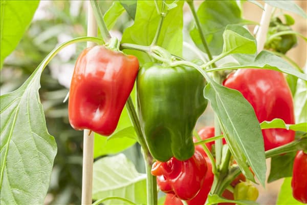 Capsicum annuum 'Pick a Pep'®
