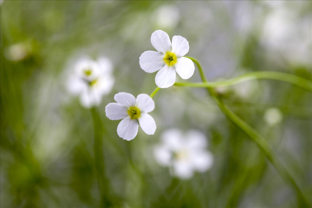 Androsace salicifolia