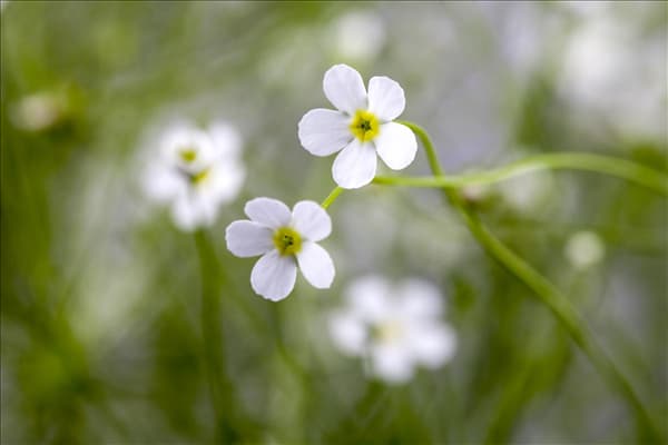 Androsace salicifolia