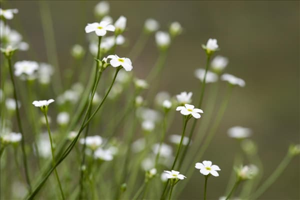 Androsace septentrionalis