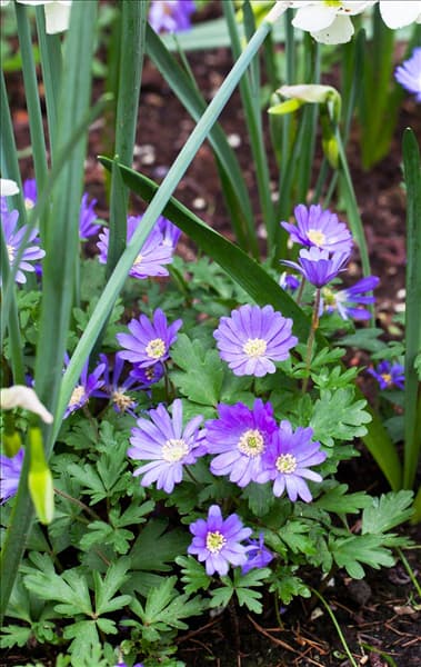 Anemone blanda