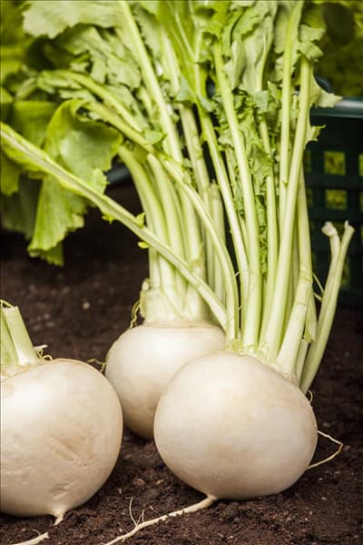 Brassica rapa subsp. rapa var. majalis