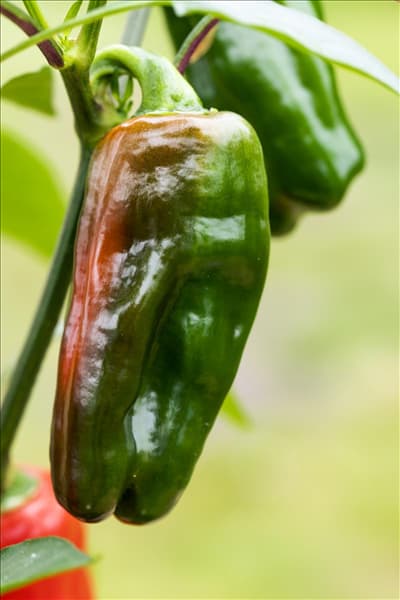 Capsicum annuum 'Snack-Paprika'