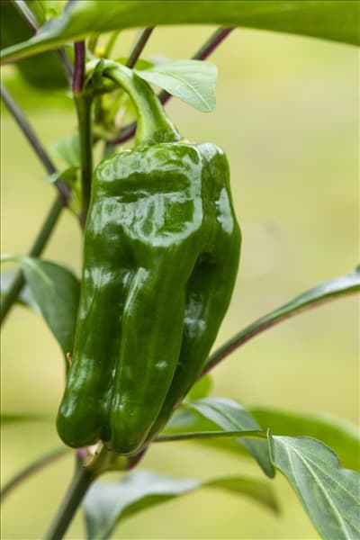 Capsicum annuum 'Snack-Paprika'