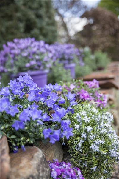 Campanula carpatica