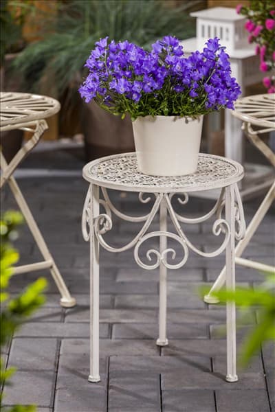 Campanula carpatica