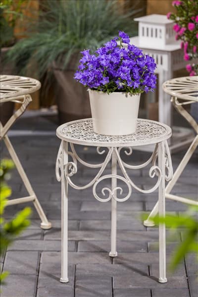 Campanula carpatica