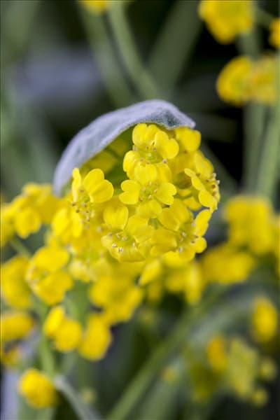 Aurinia saxatilis