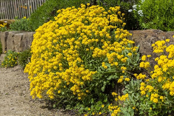Aurinia saxatilis
