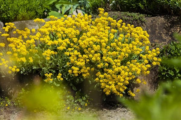 Aurinia saxatilis