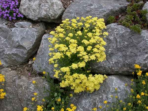 Aurinia saxatilis