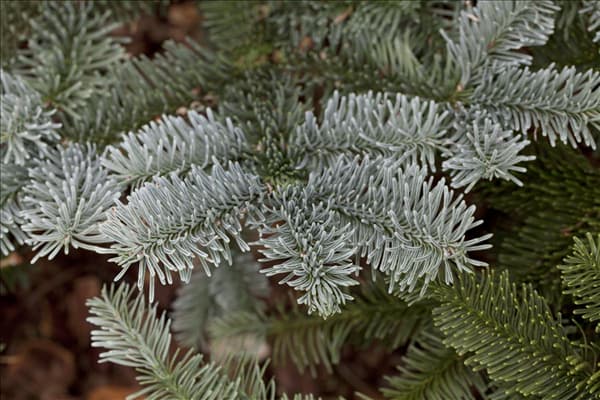 Abies procera 'Procumbens'