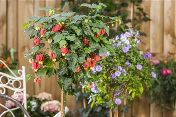 Abutilon megapotamicum