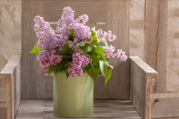 Syringa vulgaris