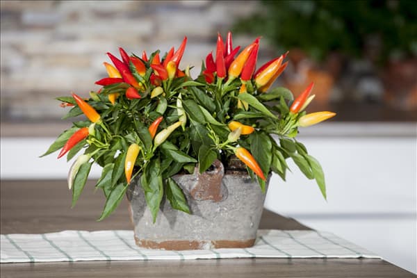 Capsicum annuum