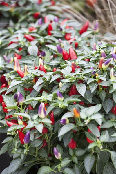 Capsicum annuum