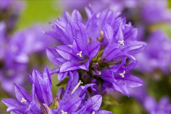 Campanula glomerata