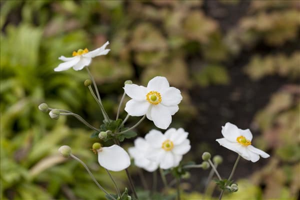 Anemone japonica 'Honorine Jobert'