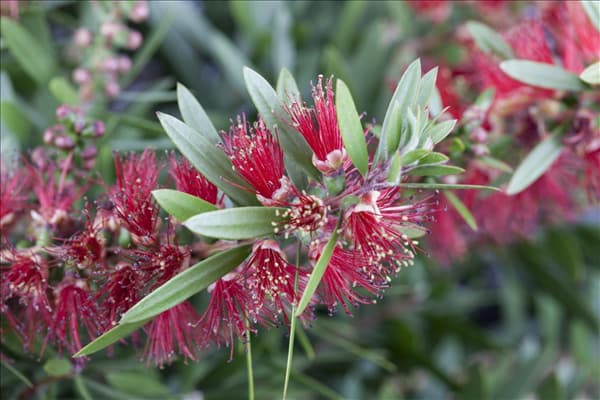 Callistemon citrinus