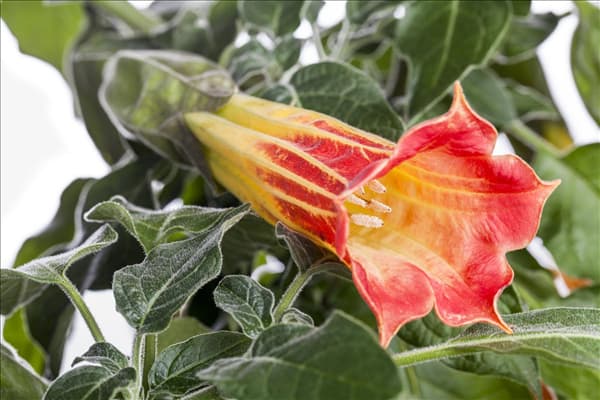 Brugmansia suaveolens, orange