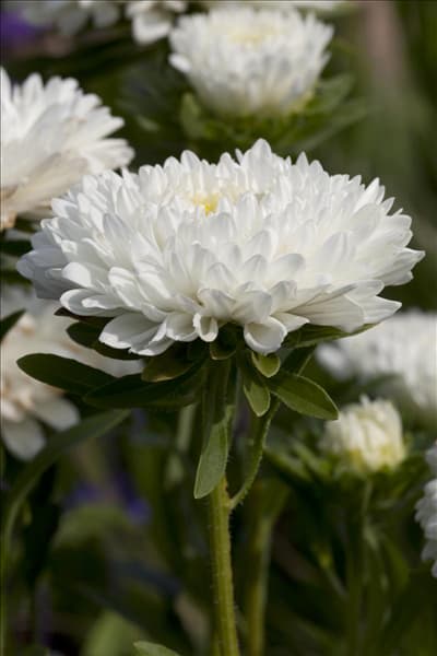 Callistephus chinensis