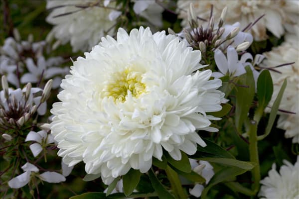 Callistephus chinensis