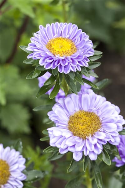 Callistephus chinensis