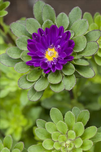 Callistephus chinensis