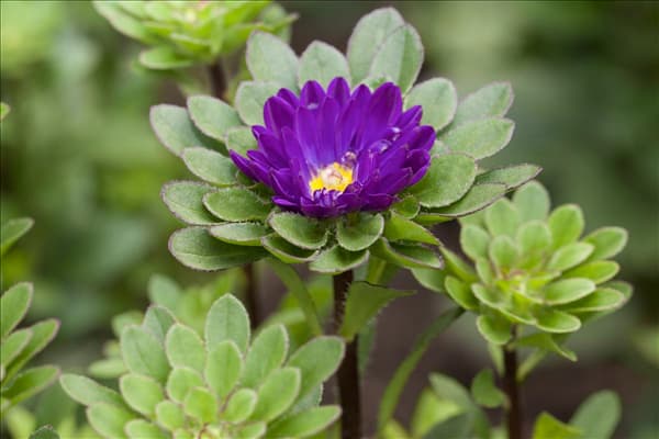 Callistephus chinensis