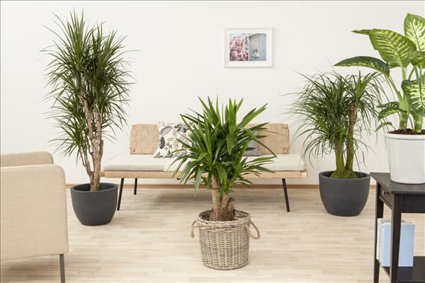 Dracena, Yucca elephantipes