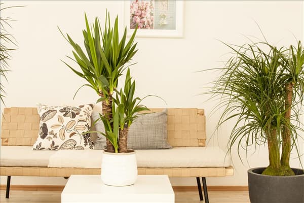 Yucca elephantipes, Beaucarnea recurvata