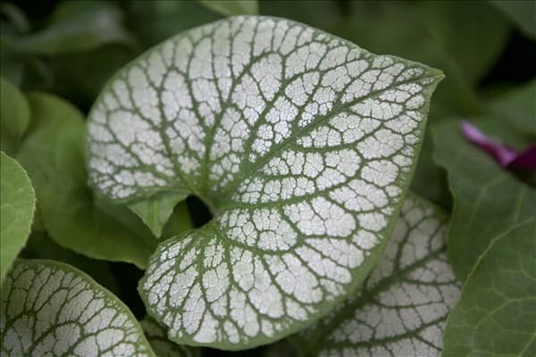 Brunnera macrophylla 'Jack Frost'(s)