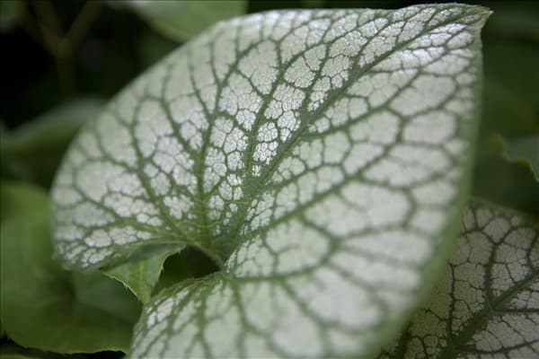 Brunnera macrophylla 'Jack Frost'(s)